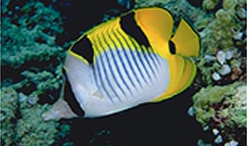 বর্ণময় প্রজাপতি মাছ বর্ণময় প্রজাপতি মাছ