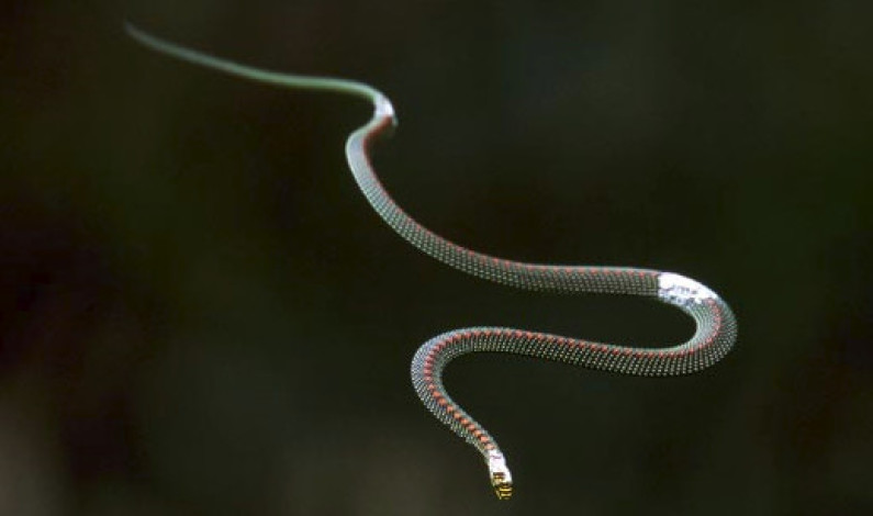 সাপ যখন আকাশে উড়ে সাপ যখন আকাশে উড়ে