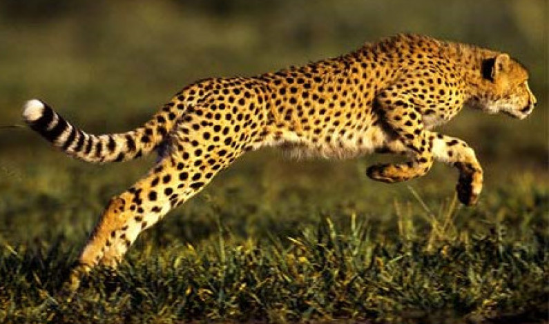 চিতা কিভাবে এত দ্রুত দৌড়াতে পারে? চিতা কিভাবে এত দ্রুত দৌড়াতে পারে?