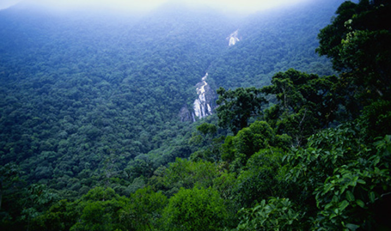 আমাজন মনকাড়া এক সবুজ বন আমাজন মনকাড়া এক সবুজ বন