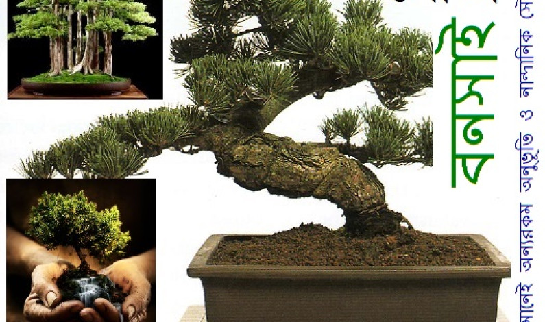 ঘরের শোভা বনসাই…. ঘরের শোভা বনসাই….