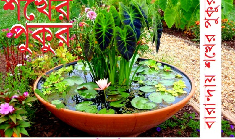 বারান্দায় শখের পুকুর বারান্দায় শখের পুকুর