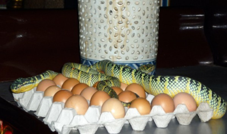 আশ্চর্য এক সর্প মন্দির ‘স্নেক টেম্পল’ কাহিনী আশ্চর্য এক সর্প মন্দির ‘স্নেক টেম্পল’ কাহিনী