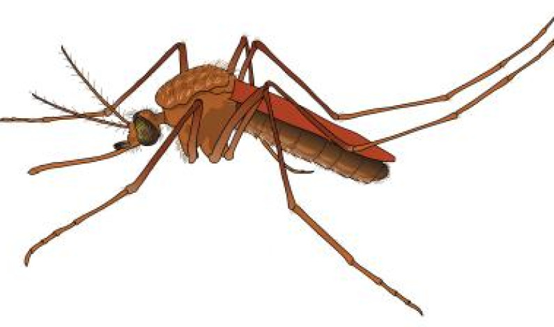 গুজব, ডেঙ্গু ও দুর্নীতিতে ‘উন্নয়ন’ চাপা পড়ছে গুজব, ডেঙ্গু ও দুর্নীতিতে ‘উন্নয়ন’ চাপা পড়ছে